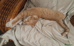 British Shorthair cats for sale: Cute playful smart kittens ready for new homes - Image 28