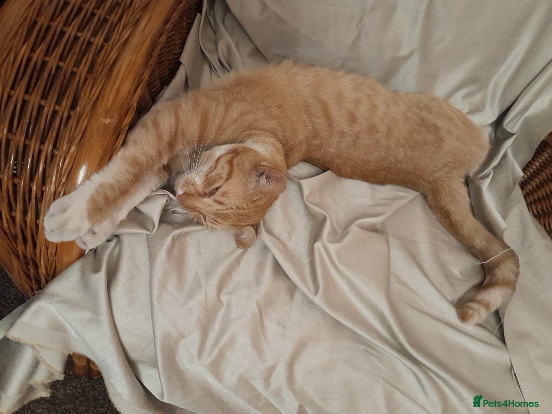 British Shorthair cats for sale: Cute playful smart kittens ready for new homes - Image 28