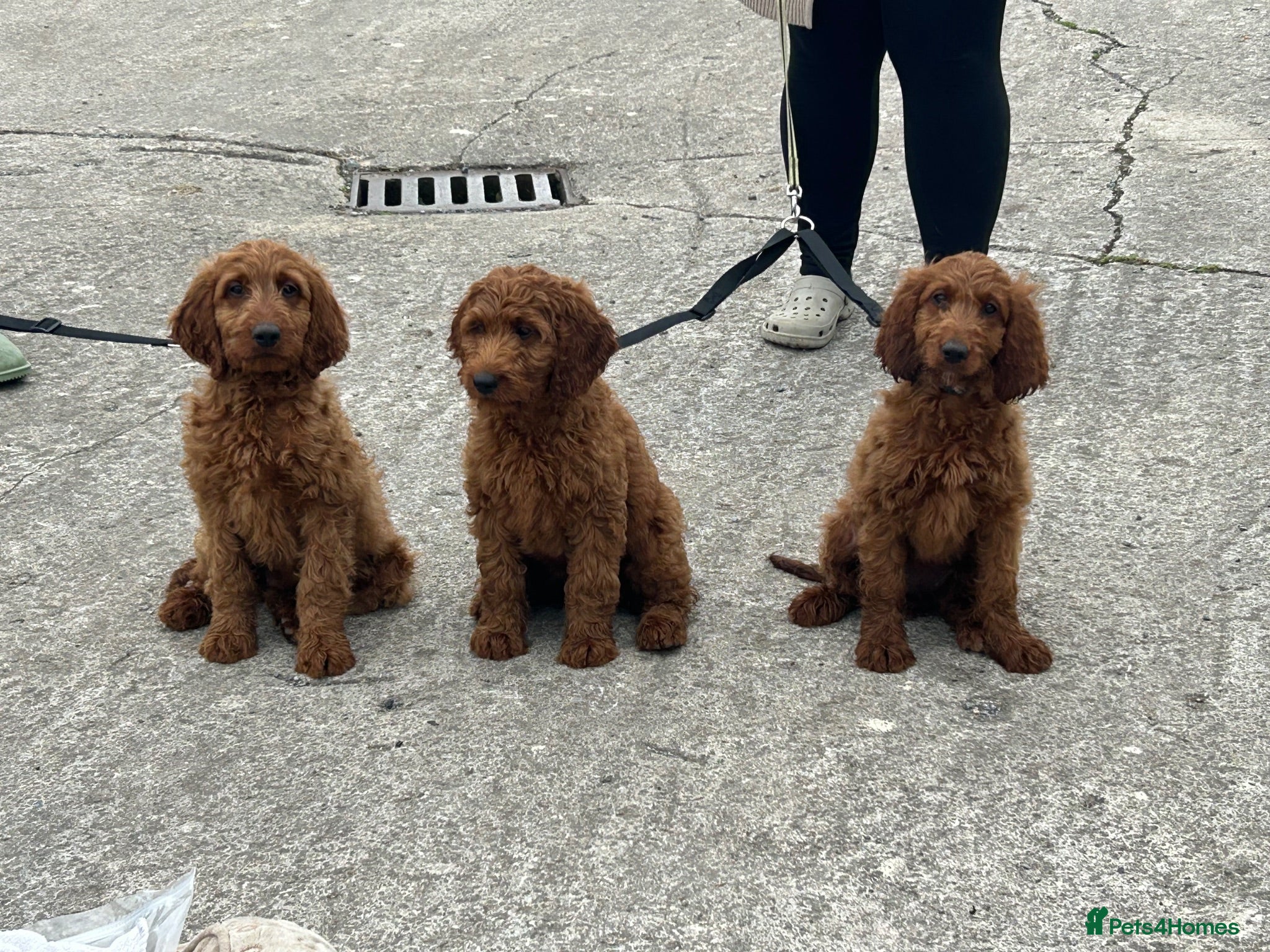 Irish Doodle dogs Red Irish Doodles - Advert 2