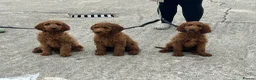 Irish Doodle dogs for sale: Red Irish Doodles - Advert 2