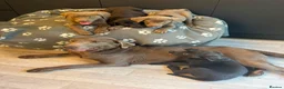Labrador Retriever dogs for sale: Exceptional Silver & Charcoal Labrador Puppies - Advert 4