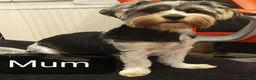 Biewer Terrier dogs for sale: Yorkshire Biewer Terrier Puppies - Advert 3