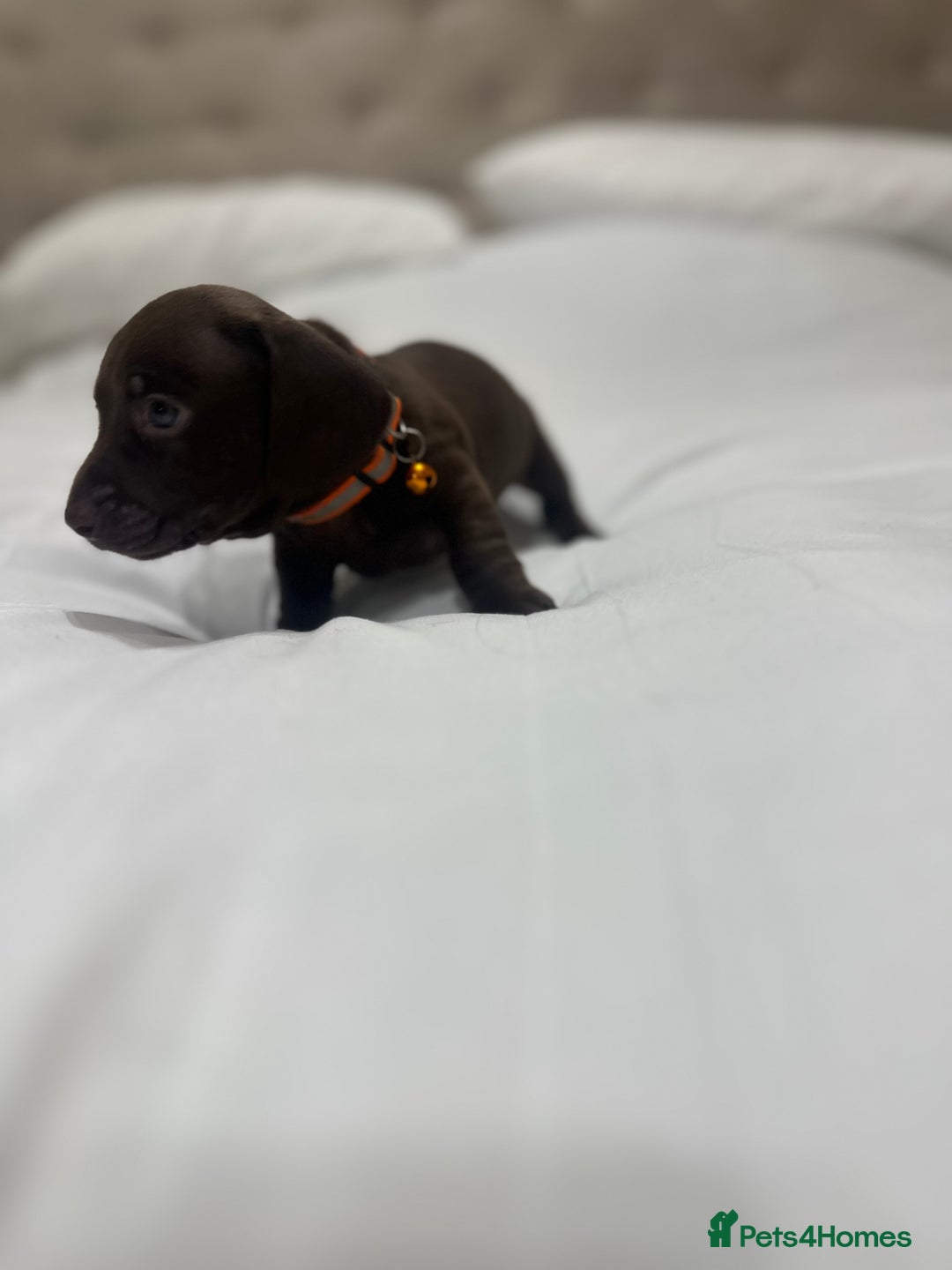 Miniature Dachshund dogs for sale: Miniature dachshund ready to go🫶🏽 - Advert 10