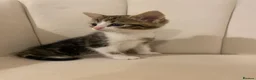 Mixed Breed cats for sale: Two Beautiful 8 Week Old Kittens - Advert 8