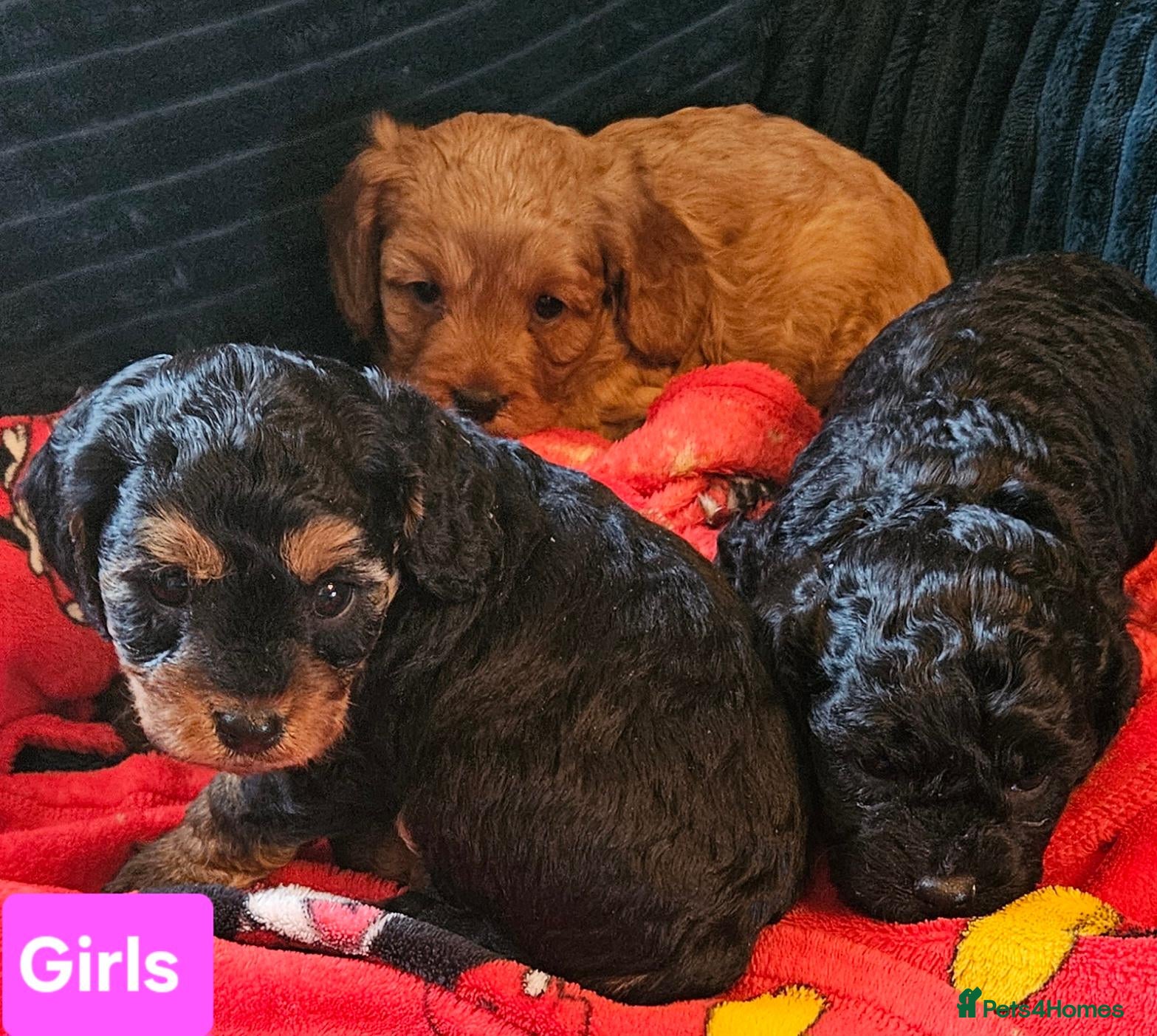 Cavapoo dogs for sale: Very beautiful cavapoo puppies for sale  - Advert 3