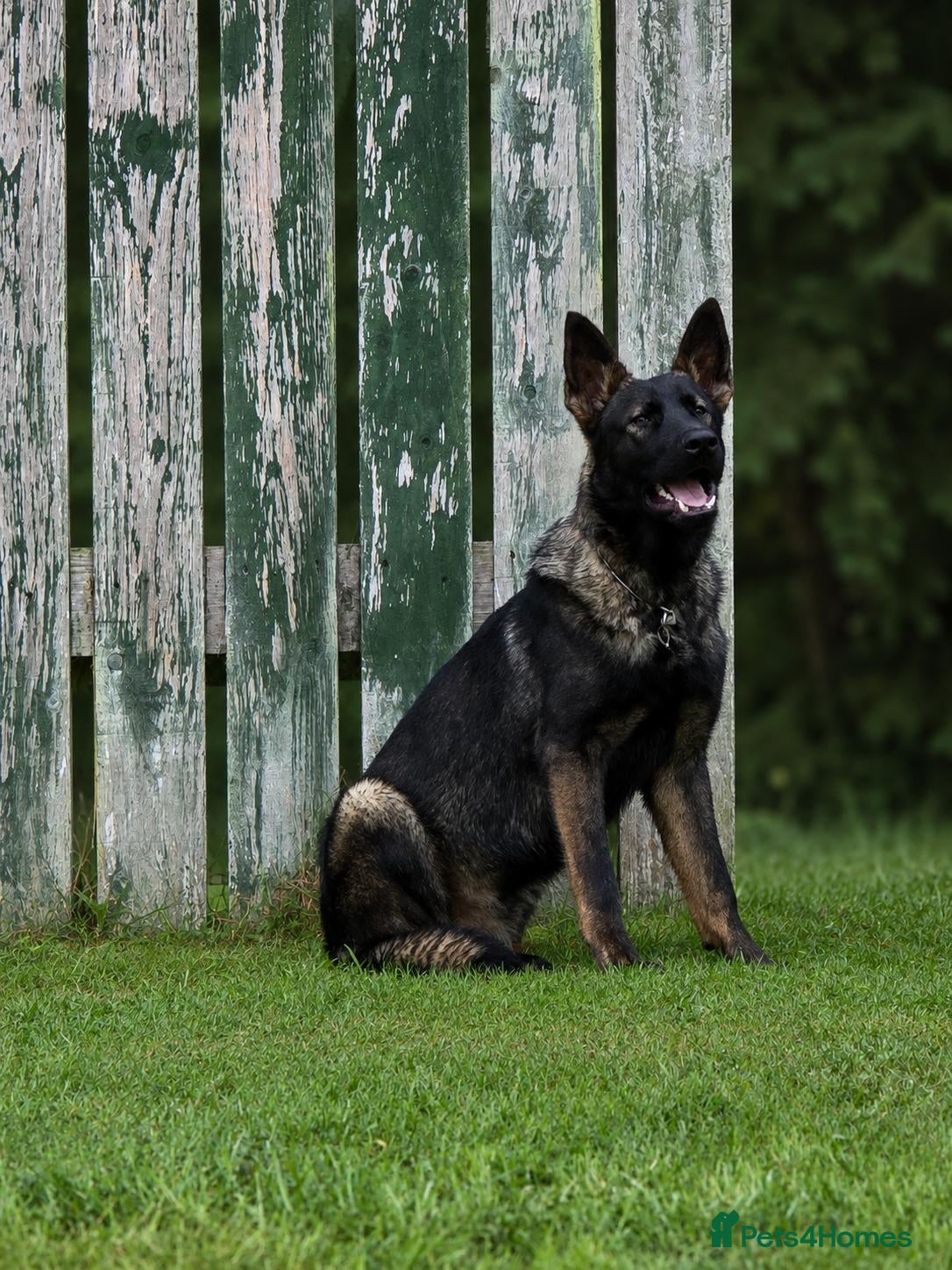 German Shepherd dogs EXCEPTIONAL IMPORT GERMAN SHEPHERD CZECH MALE 🇨🇿 - Advert 1