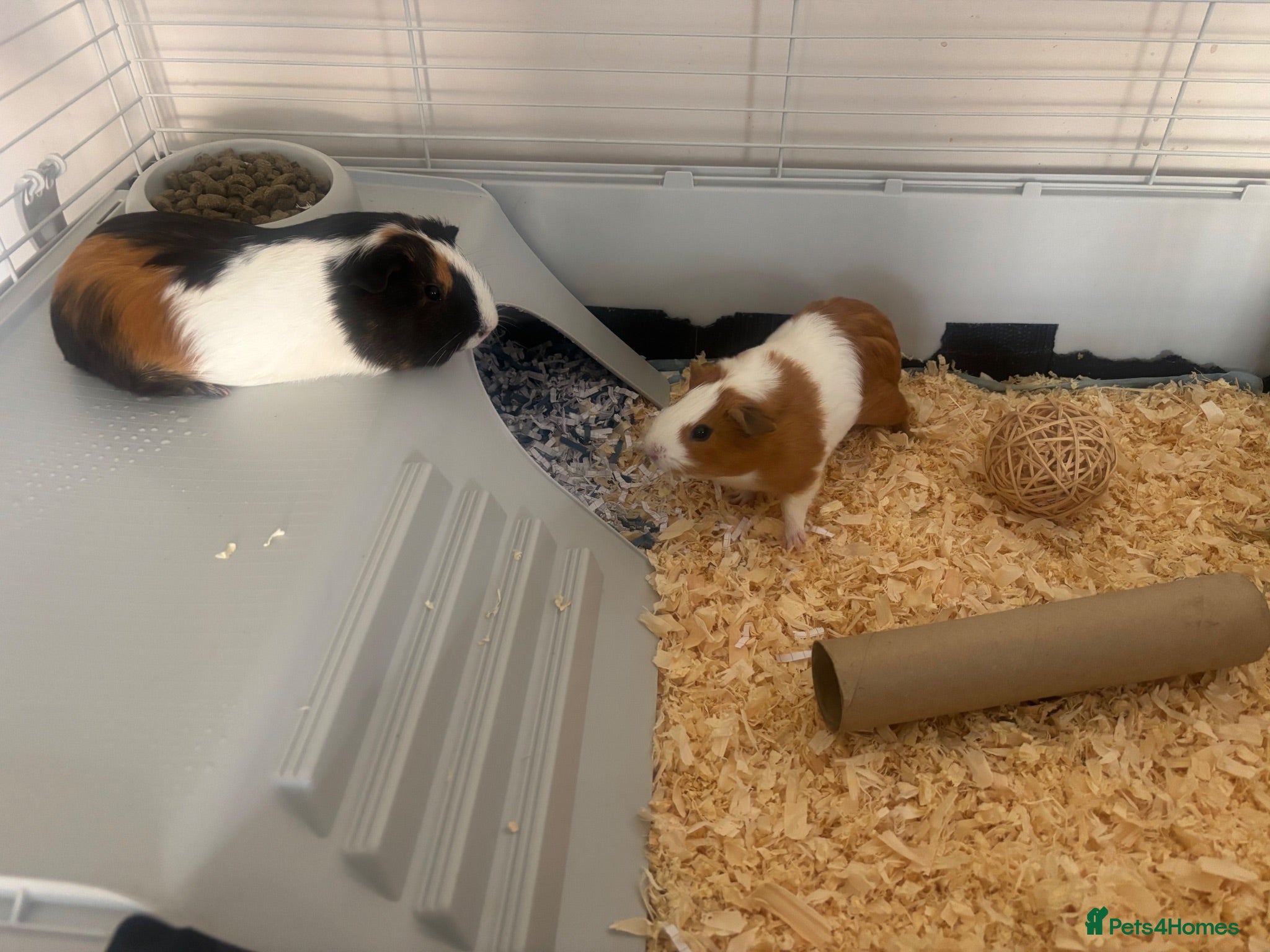 Guinea Pig rodents Two Sow Guinea Pigs & Cage - Advert 1