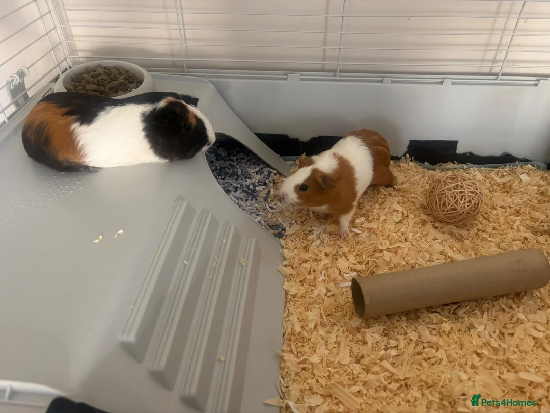 Guinea Pig rodents for sale: Two Sow Guinea Pigs & Cage - Advert 1