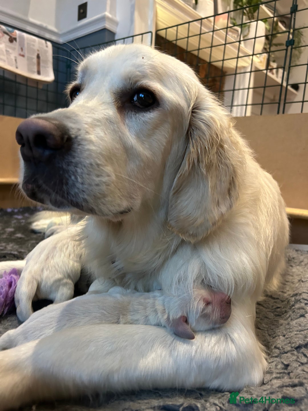 Golden Retriever dogs for sale: Champion line cream golden retriever puppies - Image 6