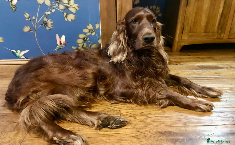 Irish Setter dogs - Advert 1