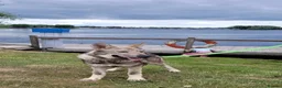 Tamaskan dogs for sale: Tamaskan Puppies *Health Tested Parents* - Advert 5
