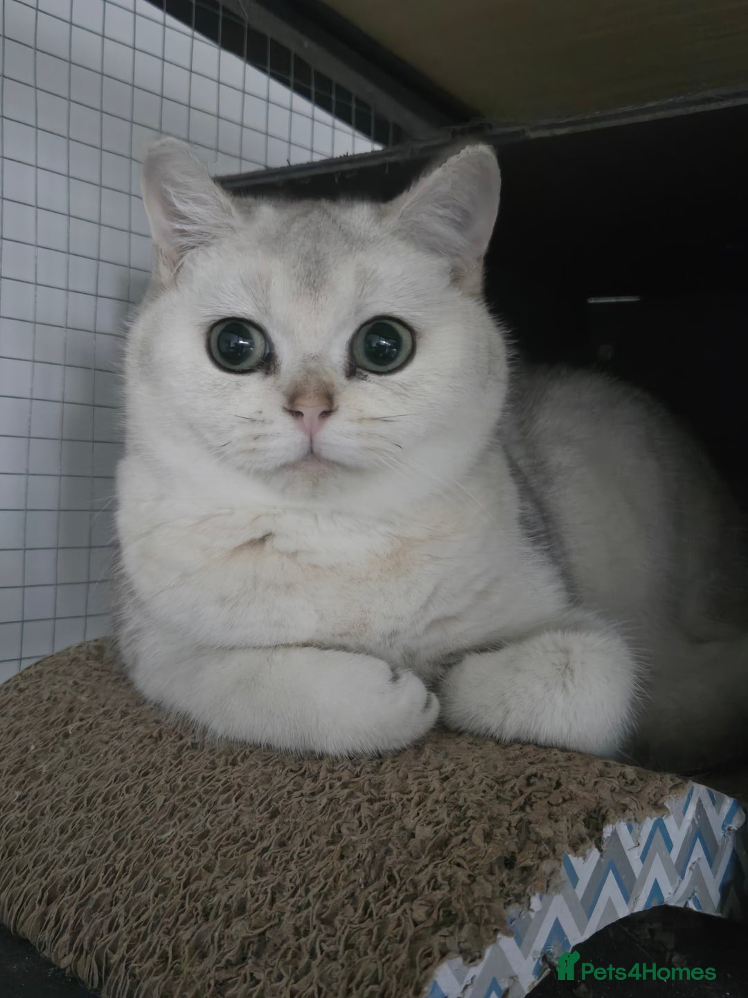 British Shorthair cats for sale: Only Alaskian Ice now available  - Advert 5