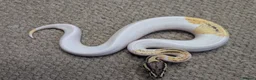 Python Snake reptiles for sale: 2026 Royal Python Hatchlings - Advert 4