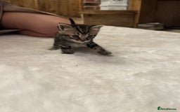 Ragdoll cats for sale: Half ragdoll stunningly marked kittens  - Image 11