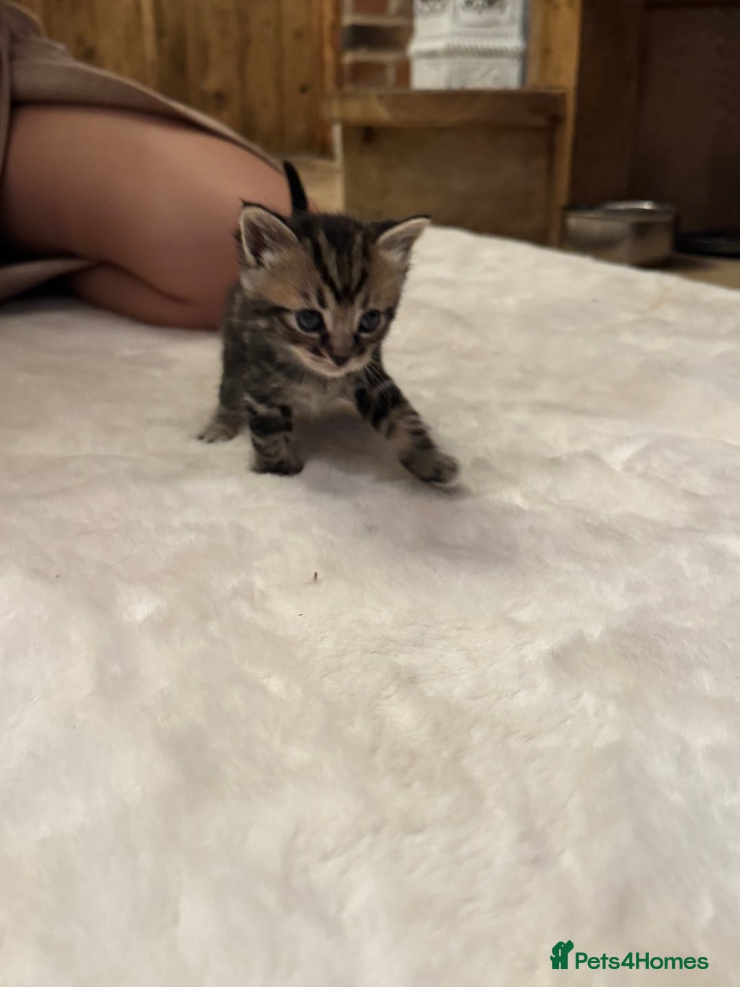 Ragdoll cats for sale: Half ragdoll stunningly marked kittens  - Image 11