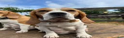 Beagle dogs for sale: STUNNING LITTER OF KC REG CHAMPION LINE BEAGLES  - Advert 2
