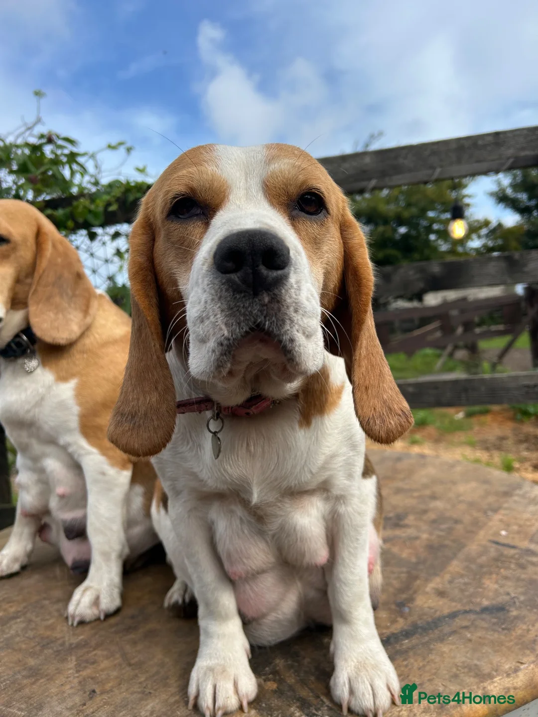 Beagle dogs for sale: STUNNING LITTER OF KC REG CHAMPION LINE BEAGLES  - Advert 2