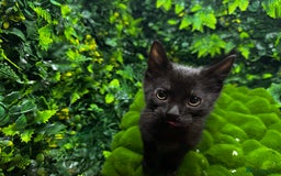 Egyptian Mau cats for sale: Smoke Egyptian MAU x Bengal spotted&marble kittens - Image 1