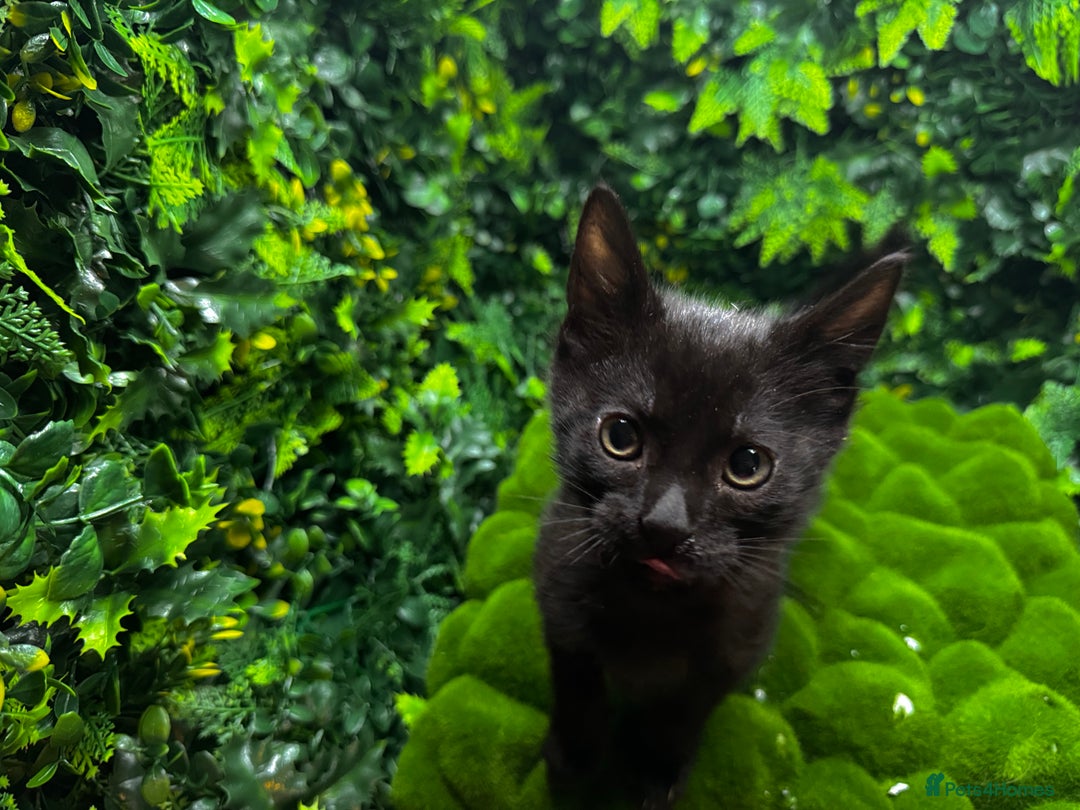 Egyptian Mau cats for sale: Smoke Egyptian MAU x Bengal spotted&marble kittens - Image 1