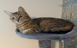 Mixed Breed cats for sale: Beautiful litter of kittens  - Image 6