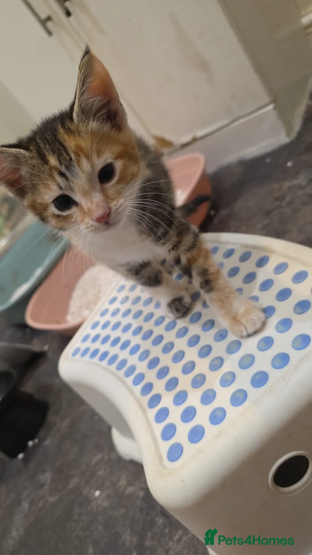 Mixed Breed cats for sale: Beautiful female kittens for sale  in Walsall - Advert 4