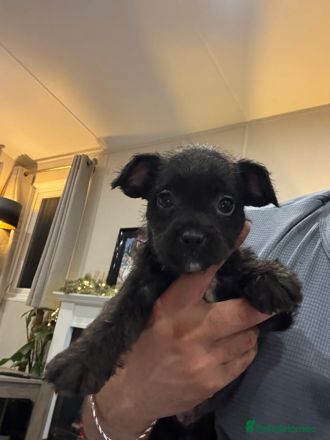 Mixed Breed dogs for sale: Rare Frenchie-Poochon Pups - Advert 3