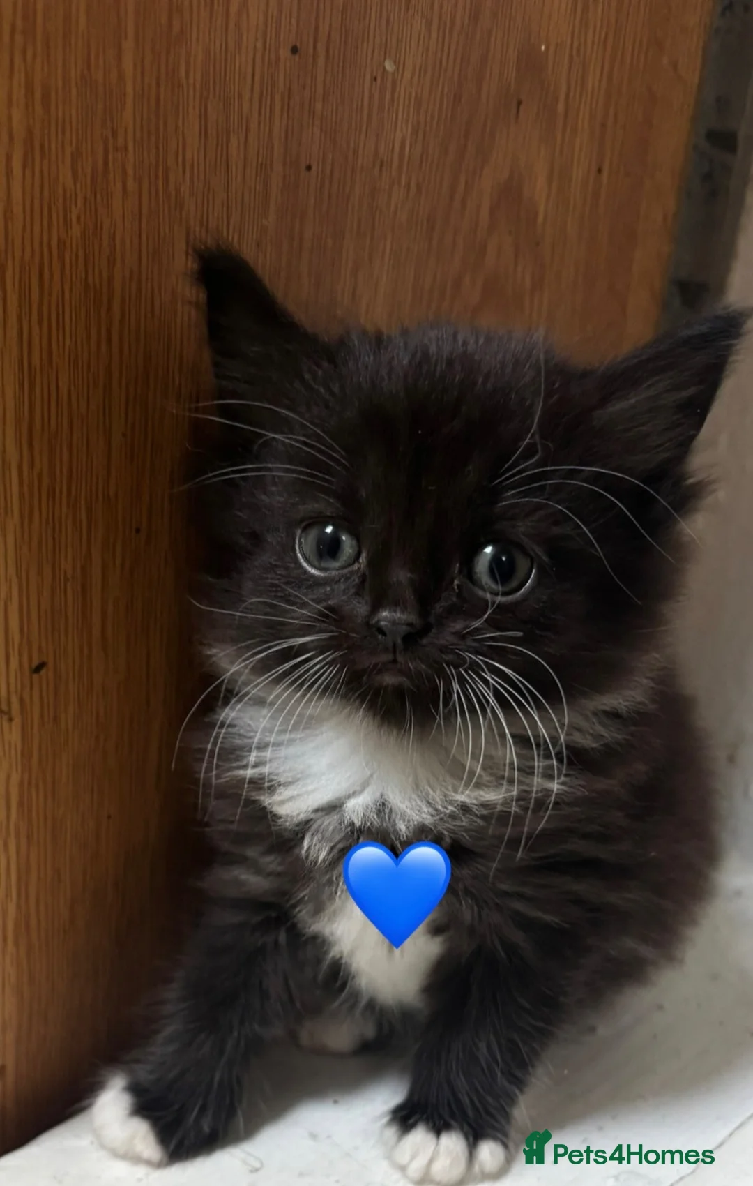 Mixed Breed cats for sale: ADORABLE LONG-HAIRED KITTENS - Advert 6