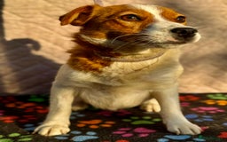 Jack Russell dogs for adoption: Jackie’s Story: From Fear to Love - Image 2