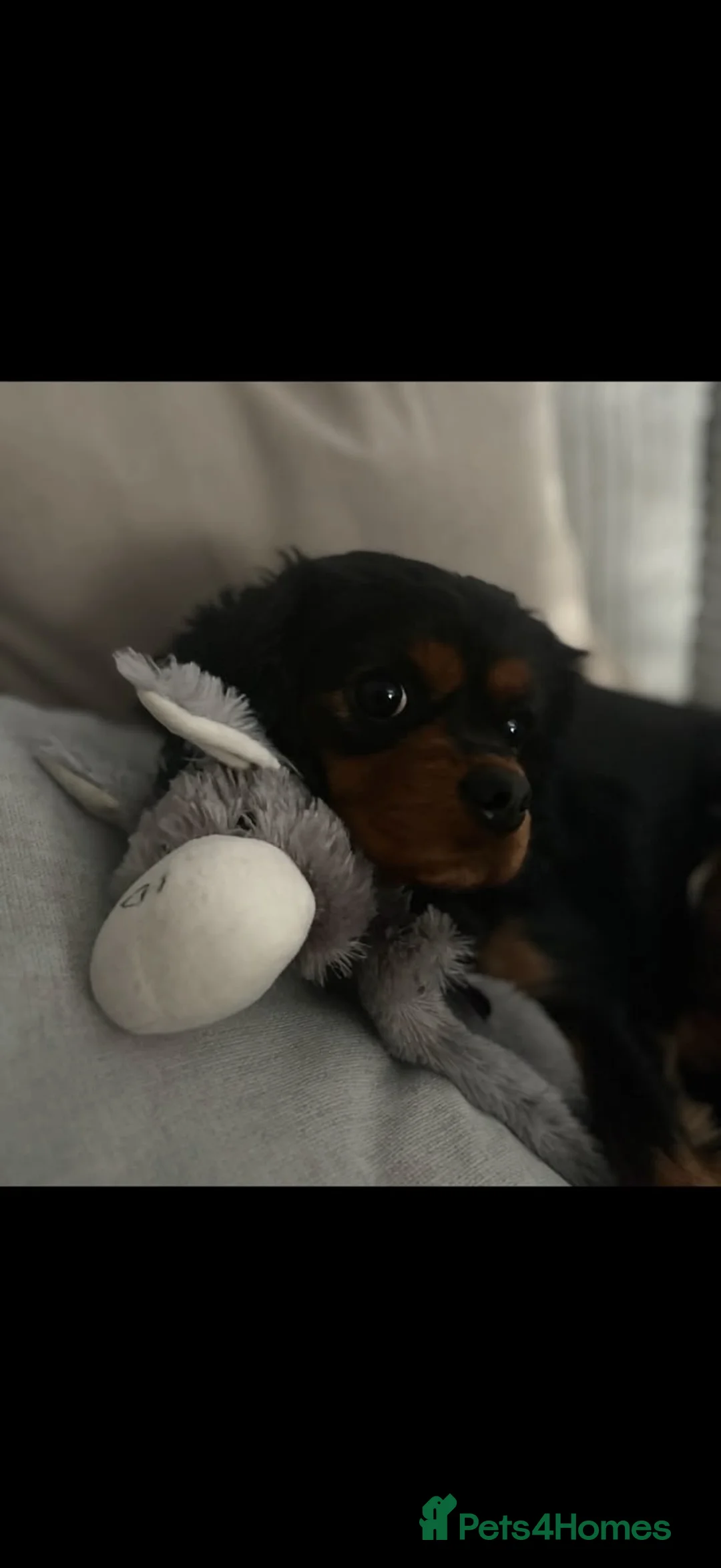 Cavalier King Charles Spaniel dogs for sale: Full Breed Cavalier King Charles Spaniels  - Advert 1