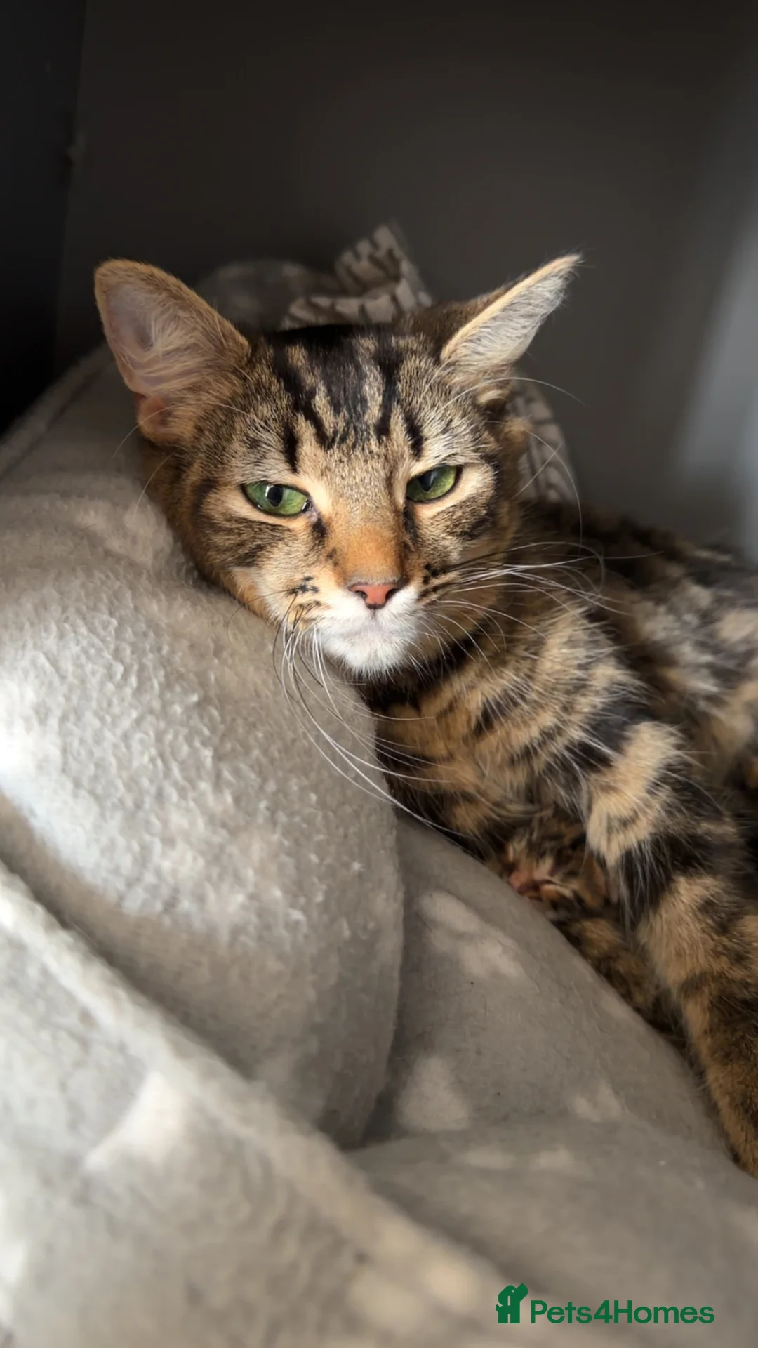Mixed Breed cats for sale: 5 half Maine coone, quarter bengal kittens  in Milton Keynes - Advert 1