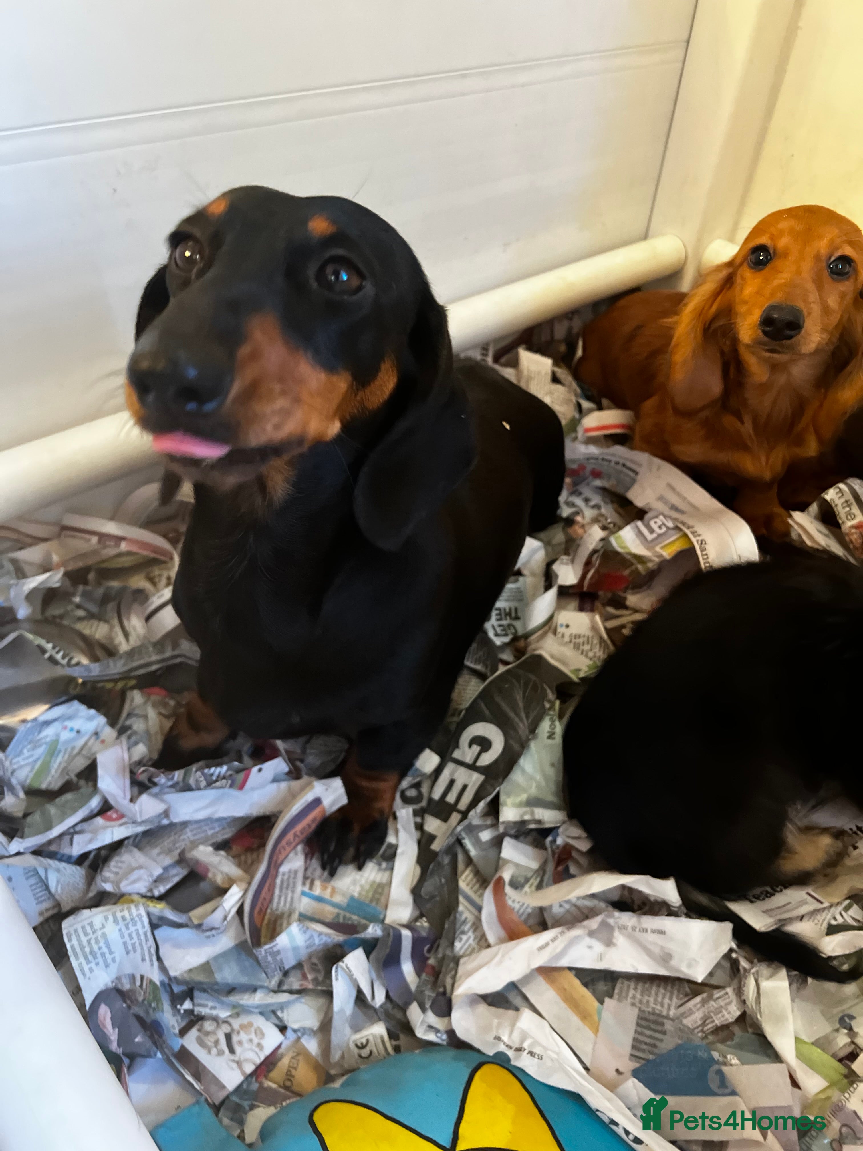 Miniature Dachshund dogs Stunning Puppies - Advert 2