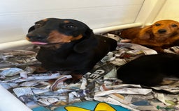 Miniature Dachshund dogs for sale: Stunning Puppies - Advert 1