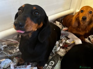 Miniature Dachshund dogs Stunning Puppies - Advert 3