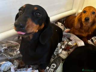 Miniature Dachshund dogs Stunning Puppies - Advert 4