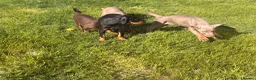 Dobermann dogs for sale: Doberman kennel club registered  - Advert 10