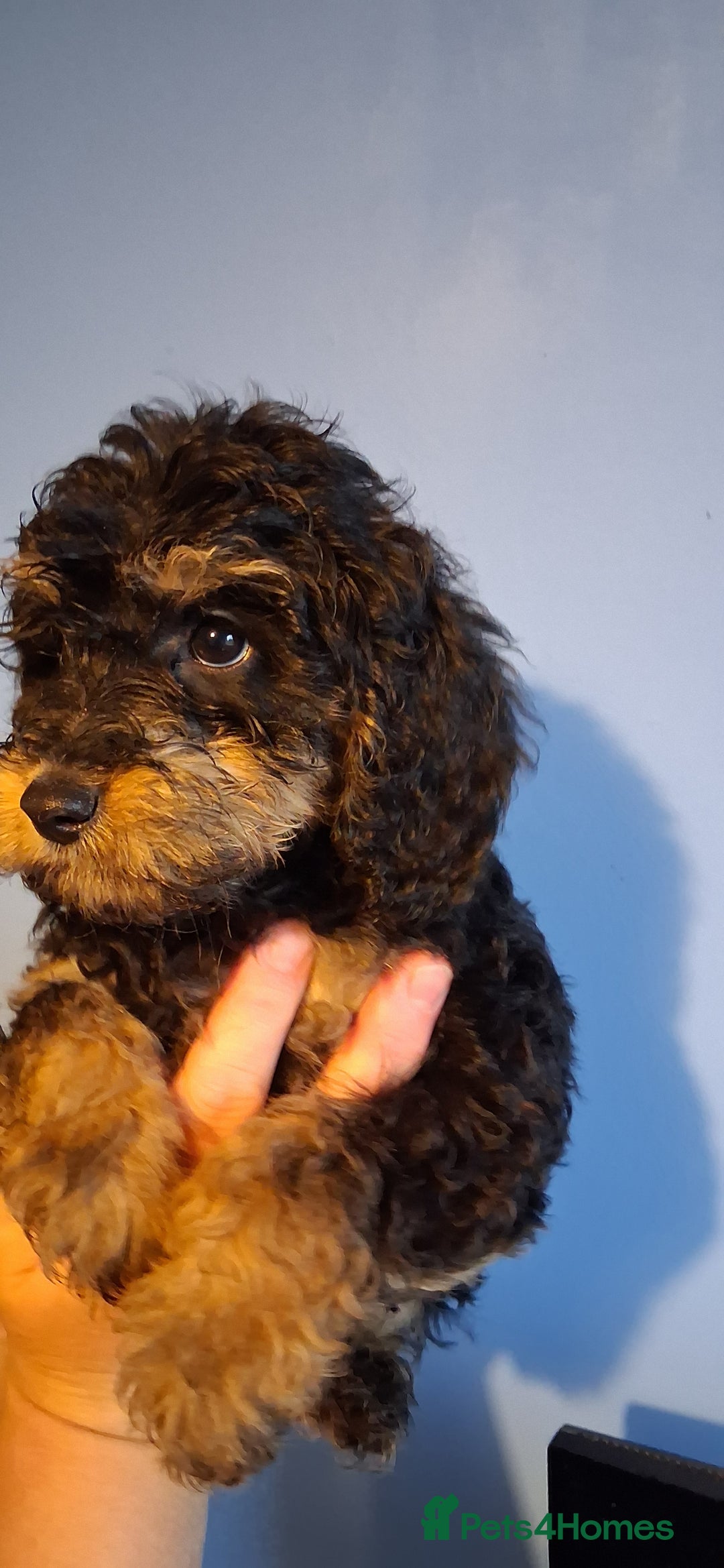 Cockapoo dogs for sale: Miniature heath tested cockapoos - Image 15