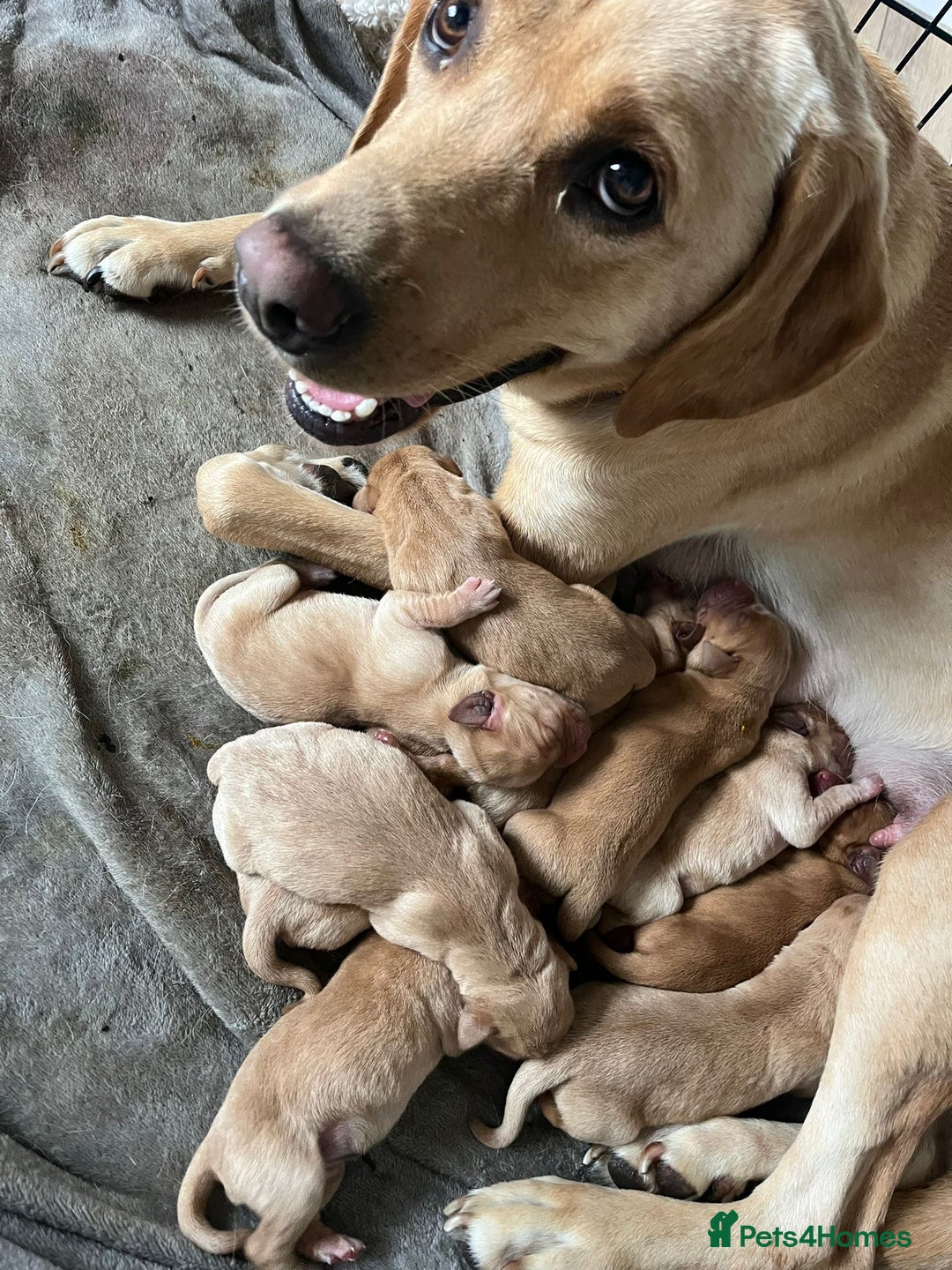 Labrador Retriever dogs for sale: Golden and Fox Red Labrador Retriever puppies - Image 10