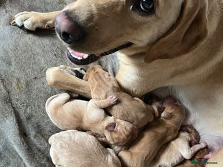 Labrador Retriever dogs - Advert 21