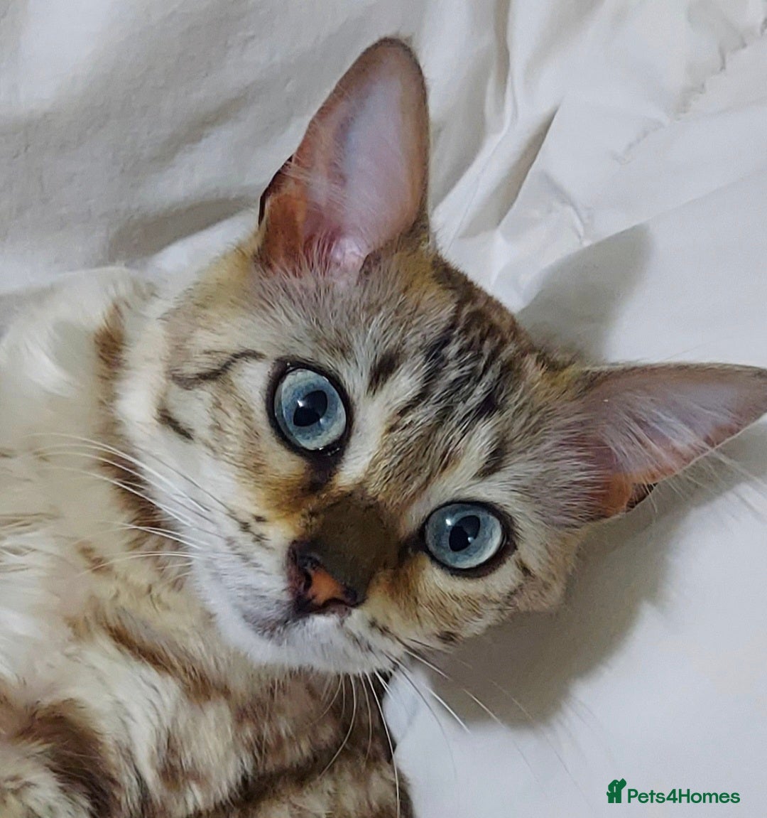 Bengal cats Pedigree Snow Bengal Kittens  - Advert 1