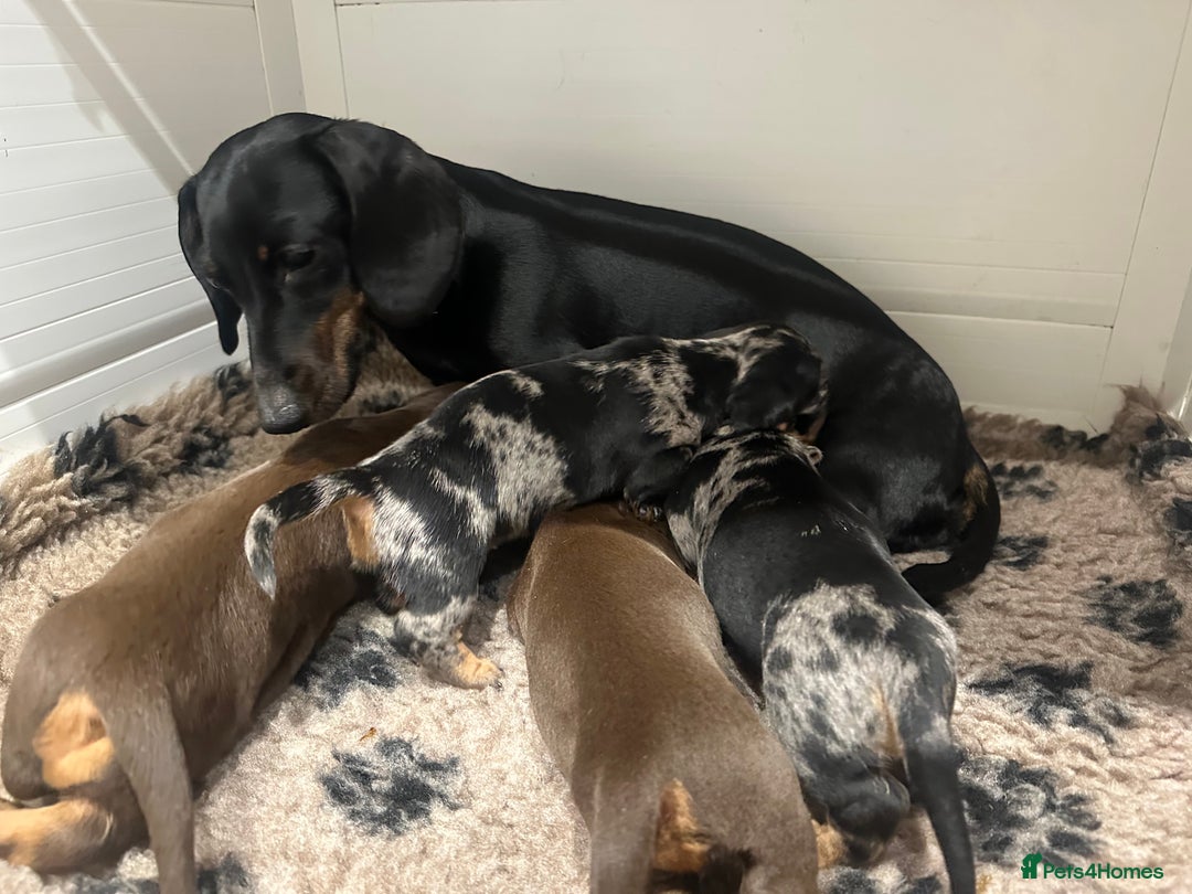 Miniature Dachshund dogs for sale: ⭐️LAST ONE⭐️KC REG Miniature Dachshund puppies  - Advert 3