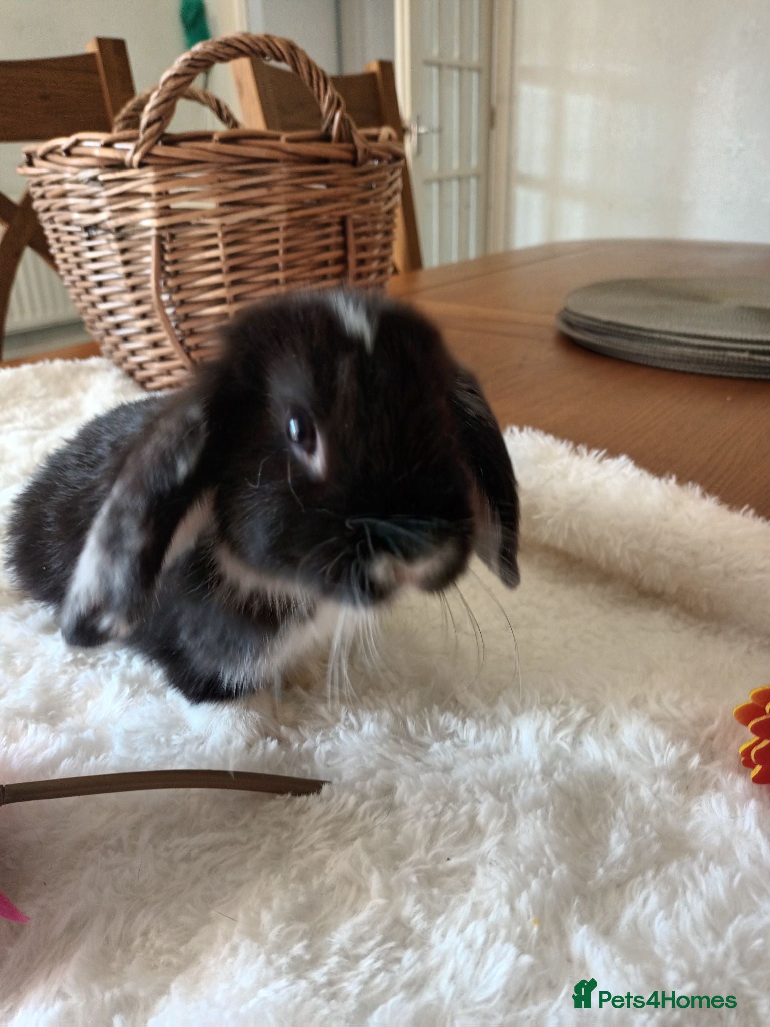 Mini Lop rabbits Beautiful mini lops  - Advert 19