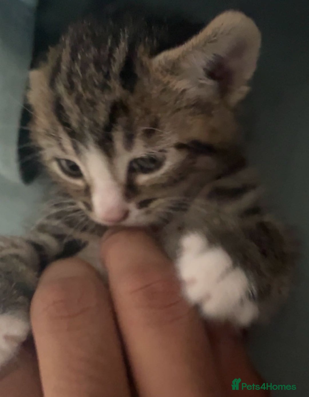 Domestic Shorthair cats for sale: Bonded mother-son cat pair looking for new home - Image 9