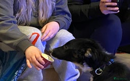 Border Collie dogs for sale: Border Collie Male  - Image 3