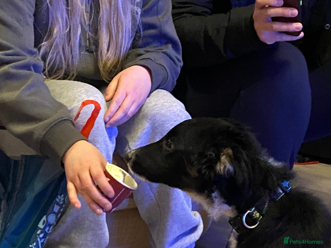 Border Collie dogs for sale: Border Collie Male  - Image 3