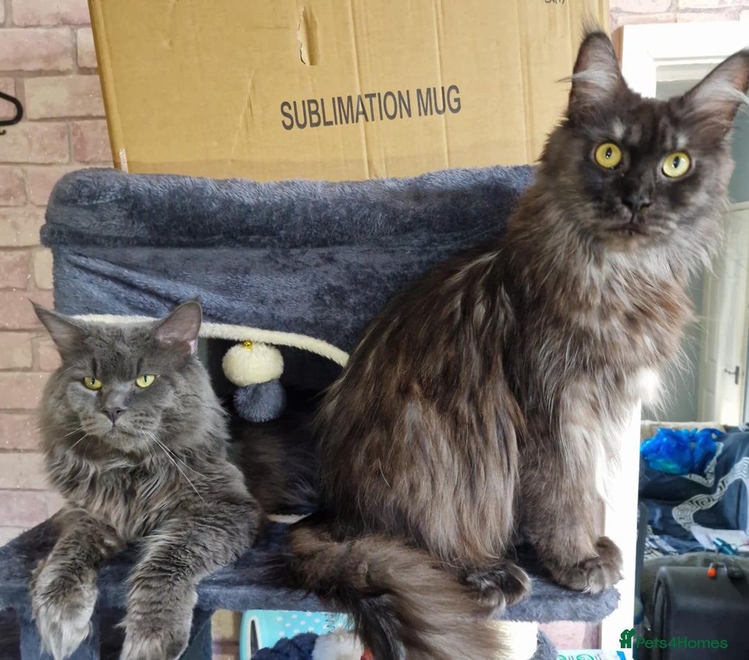 Maine Coon cats for sale: Maincoon kittens  - Advert 3