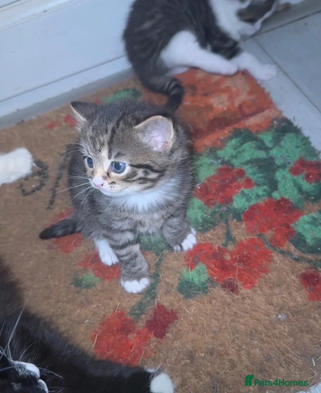 Mixed Breed cats for sale: Mixed Benegal Kittens  - Advert 3