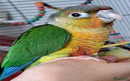 Conures birds for sale:  Yellow side Baby Green cheek conure  - Image 2