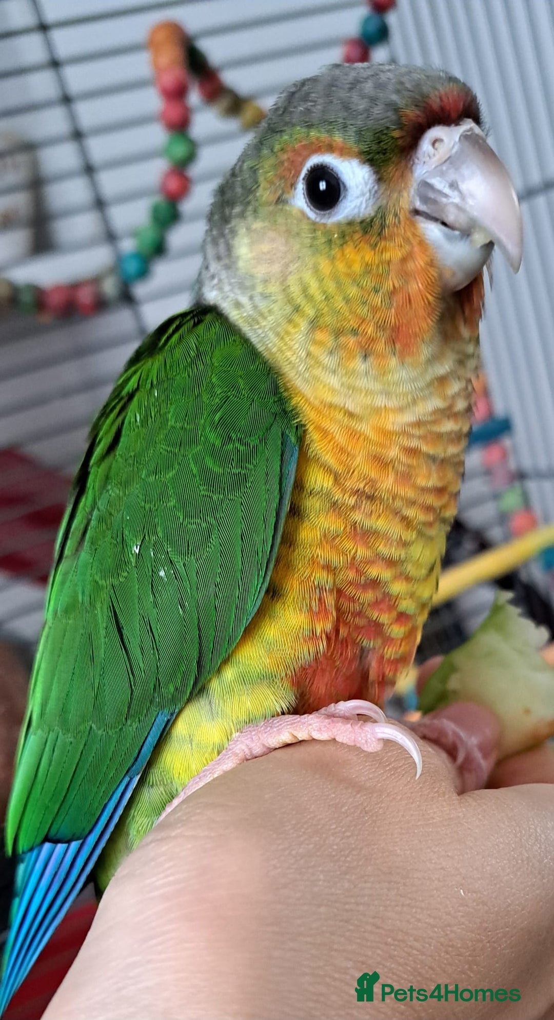 Conures birds for sale:  Yellow side Baby Green cheek conure  - Image 2