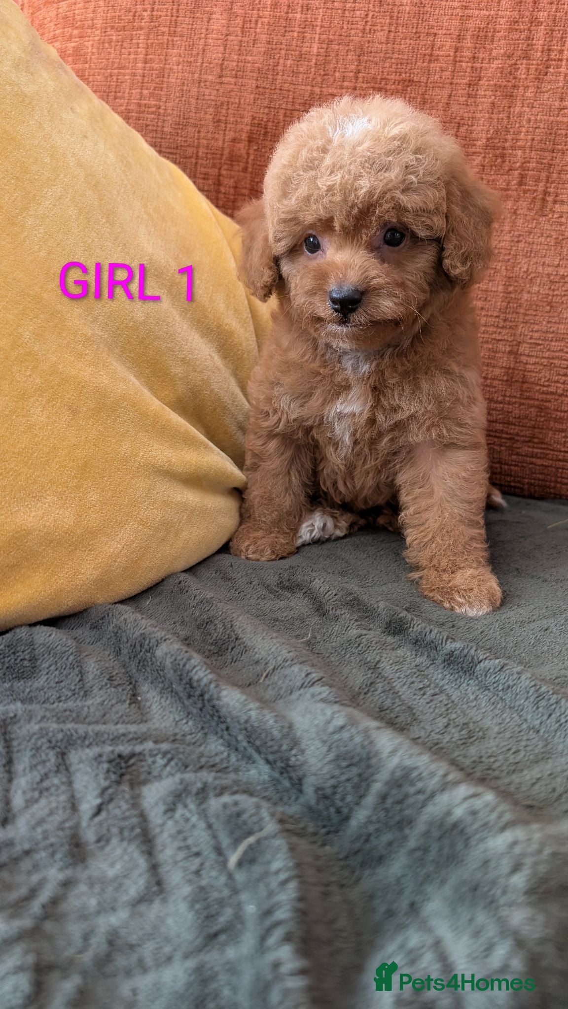 Maltipoo dogs Stunning Toy Maltipoo Puppies  - Advert 1
