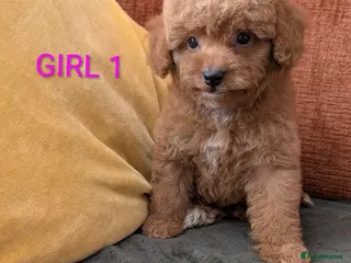 Maltipoo dogs Stunning Toy Maltipoo Puppies - Advert 1